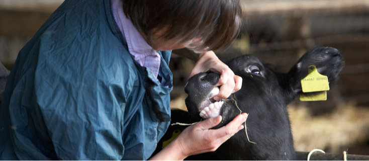 Un vétérinaire examine un veau
