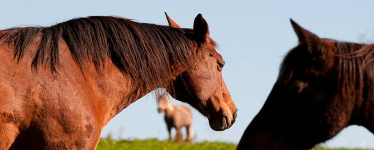 Cheval agé au pré