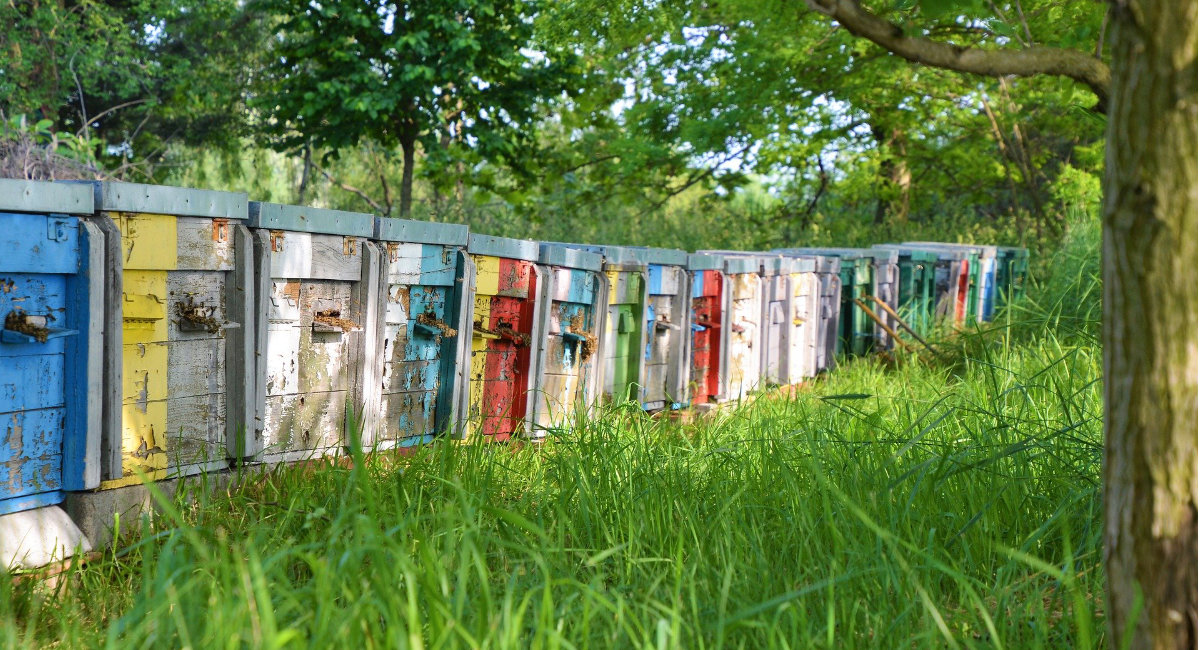 Ruches colorées alignées dans l'herbe